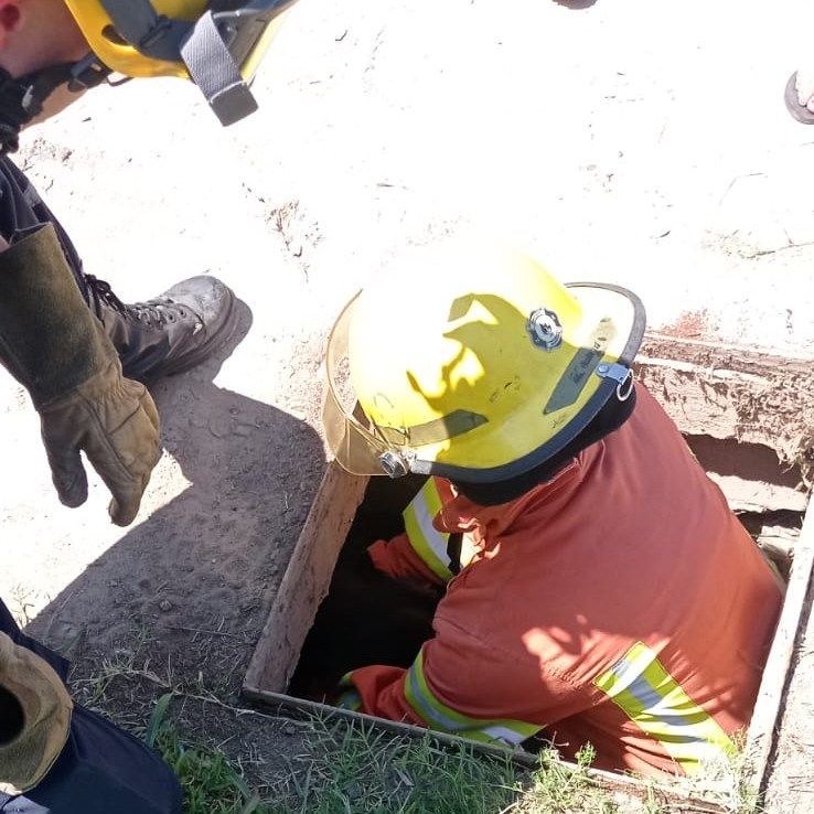 El animal fue evaluado en el lugar y, afortunadamente, se encuentra en buen estado de salud.