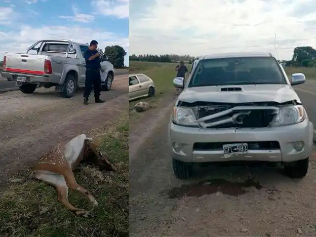 Un ciervo se le cruzó en el camino y no pudo evitar atropellarlo