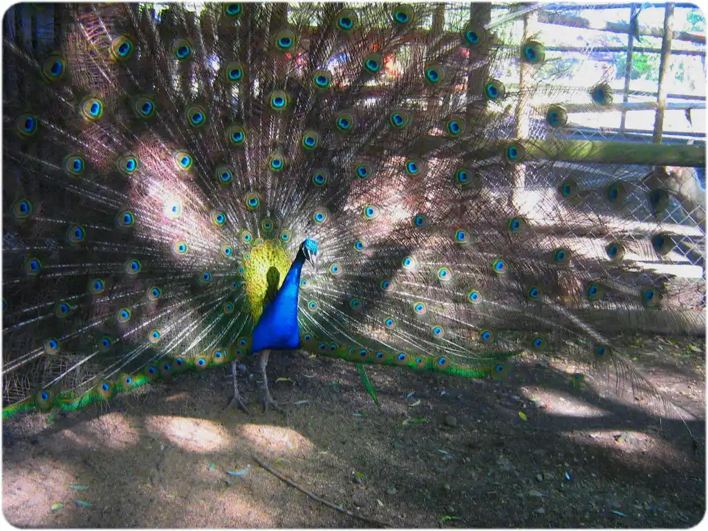 Se asusta el muerto del degollado