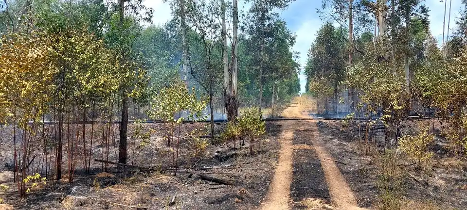 Incendio forestal en Osvaldo Magnasco