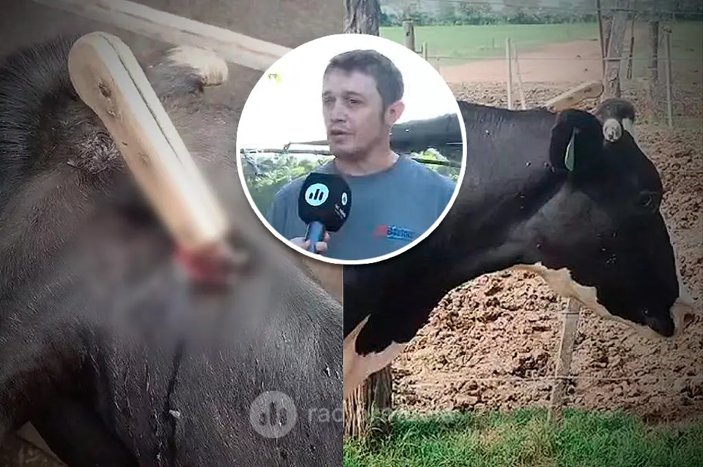 Intentaron faenar una vaca y le dejaron un cuchillo clavado: “Esperemos que los jueces tomen cartas en el asunto”