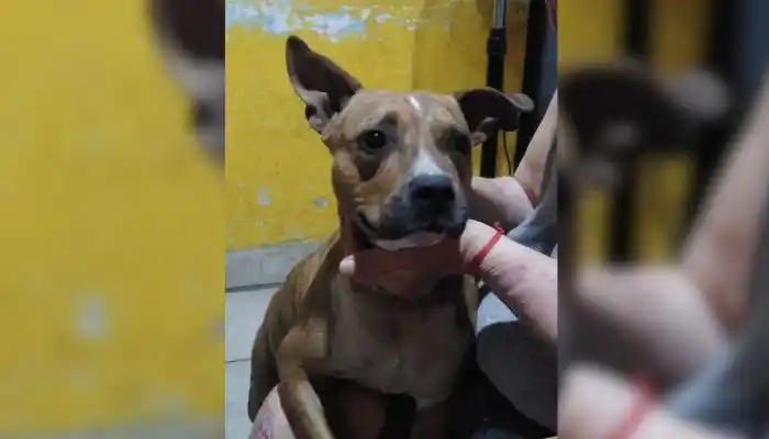 Mascotas: buscan a Cleo