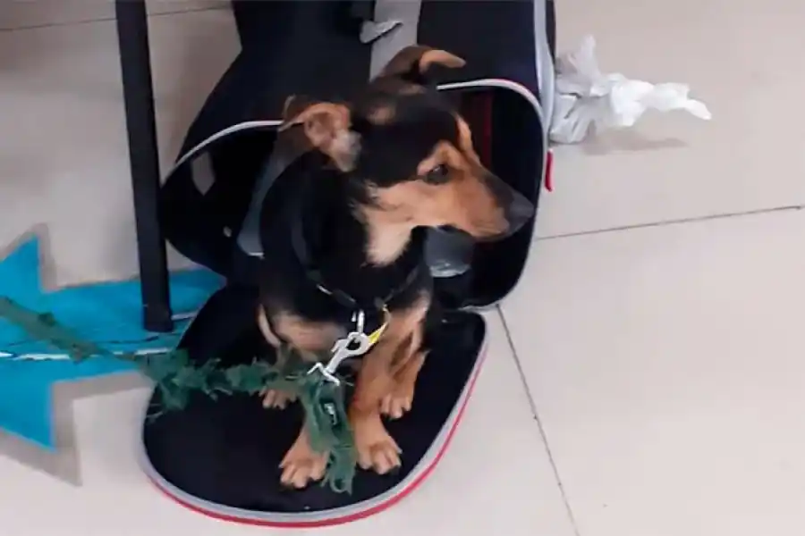 La historia del perro que está "detenido" en Ezeiza y no puede ingresar al país