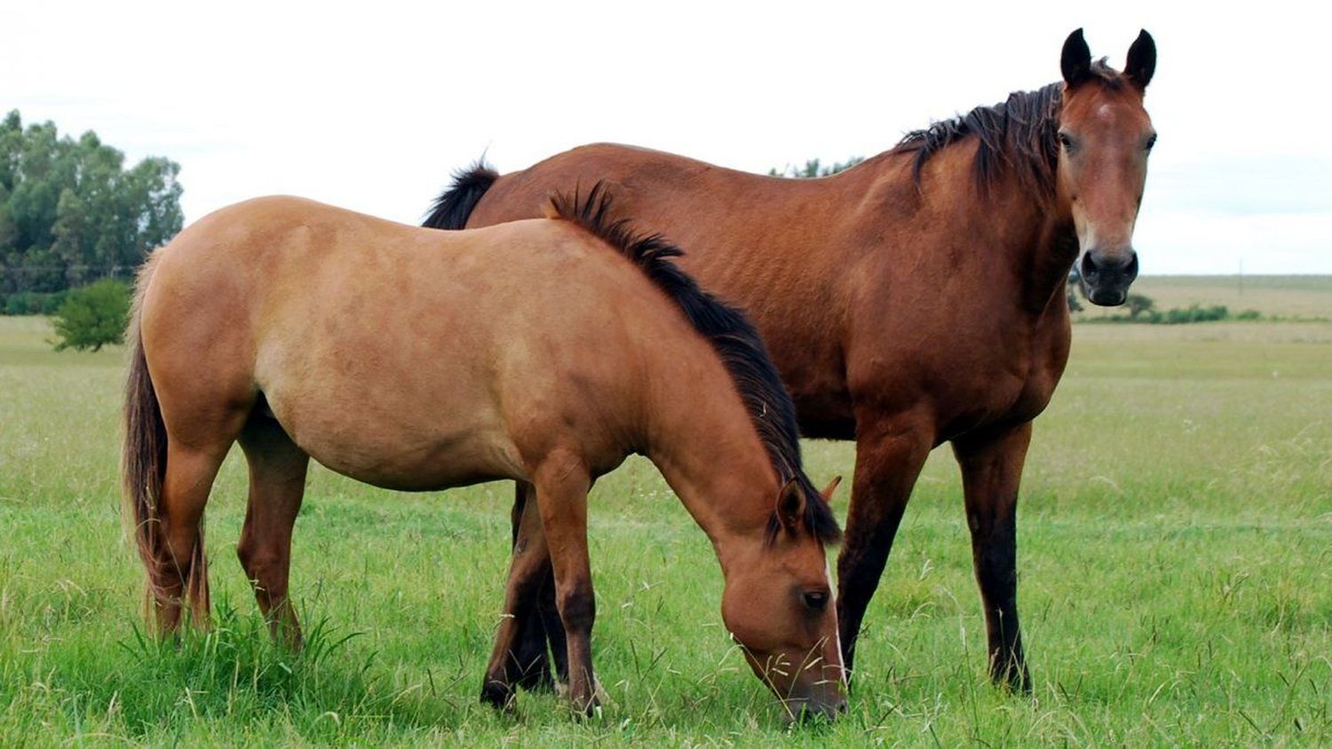 Encefalomielitis equina: Presidente de la Rural de Rojas y ex candidato a Intendente de Milei explotó contra el Senasa