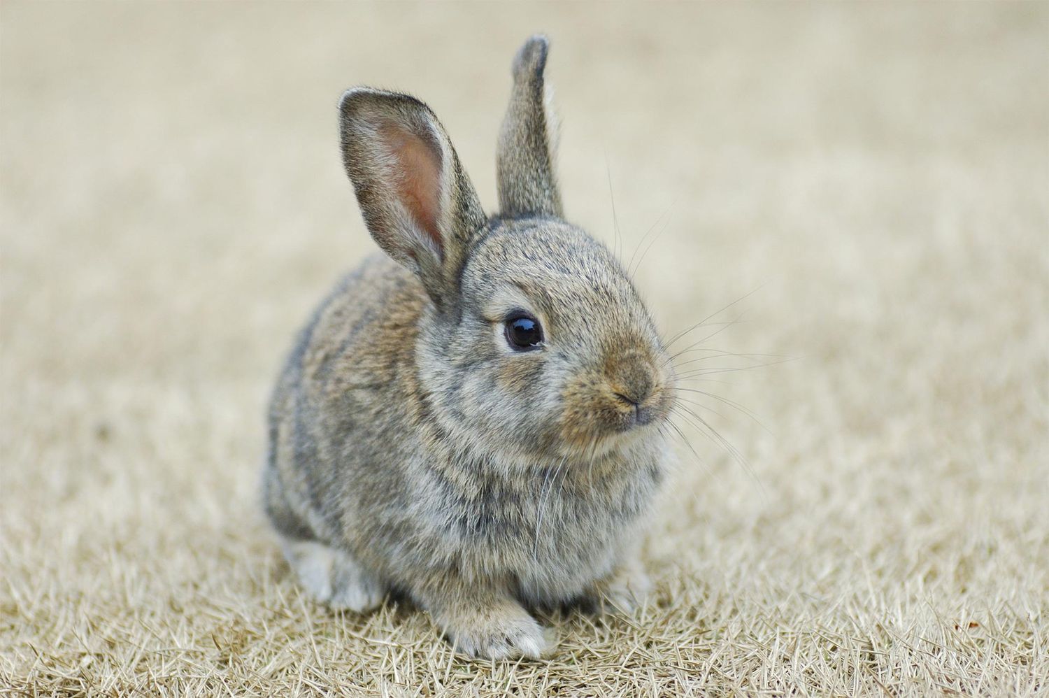 Autorizaron la importación de conejos para animales de compañía