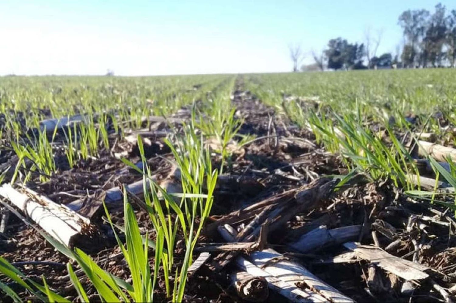 El gobierno presentará un nuevo proyecto de fitosanitarios ante el reiterado reclamo del campo por una ley