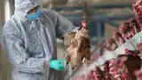 Argentina recuperó el estatus de país libre de influenza aviar y vuelve a exportar