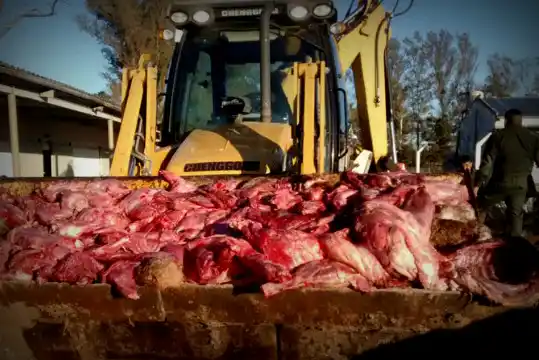 Incautan 4 toneladas de animales muertos: Vizcachas, carpinchos, liebres y más