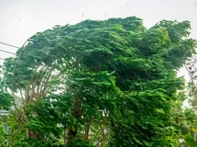 Emiten alerta por viento para siete departamentos de Entre Ríos: esperan ráfagas de hasta 80 km/h el domingo