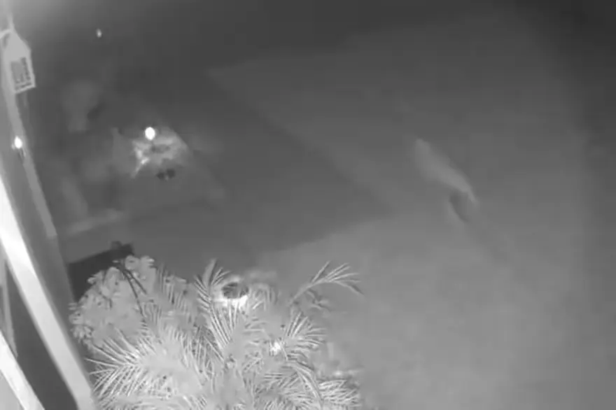 Impactante video | Filmó a un "dinosaurio bebé" corriendo en su patio y causó temor