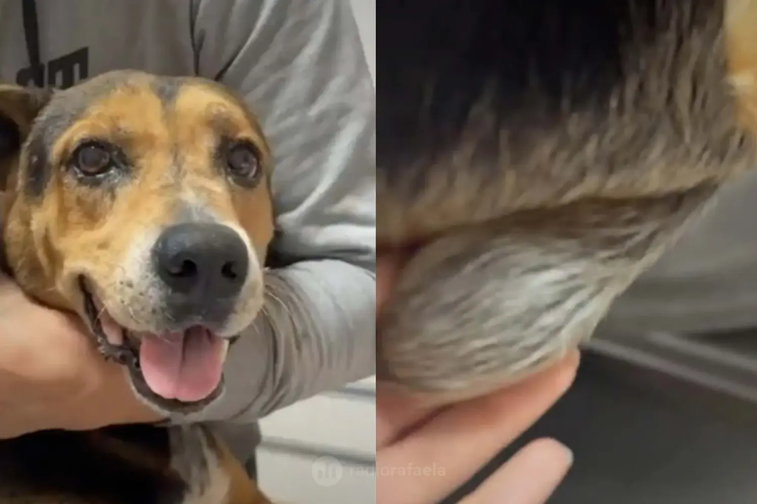 Rescataron al hermano de María tras el conmocionante caso de la perrita hallada en la basura