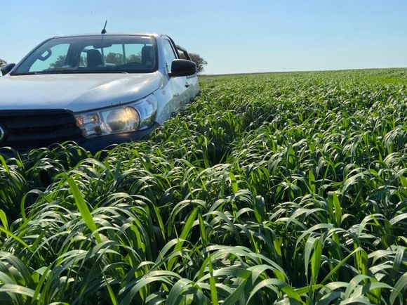 El INTA presentó dos cultivares de avena resistentes a roya de la hoja