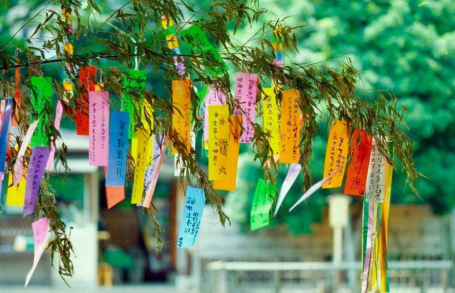 La leyenda japonesa del Tanabata llega a Escobar: Una historia de amor eterno y deseos en cintas de papel
