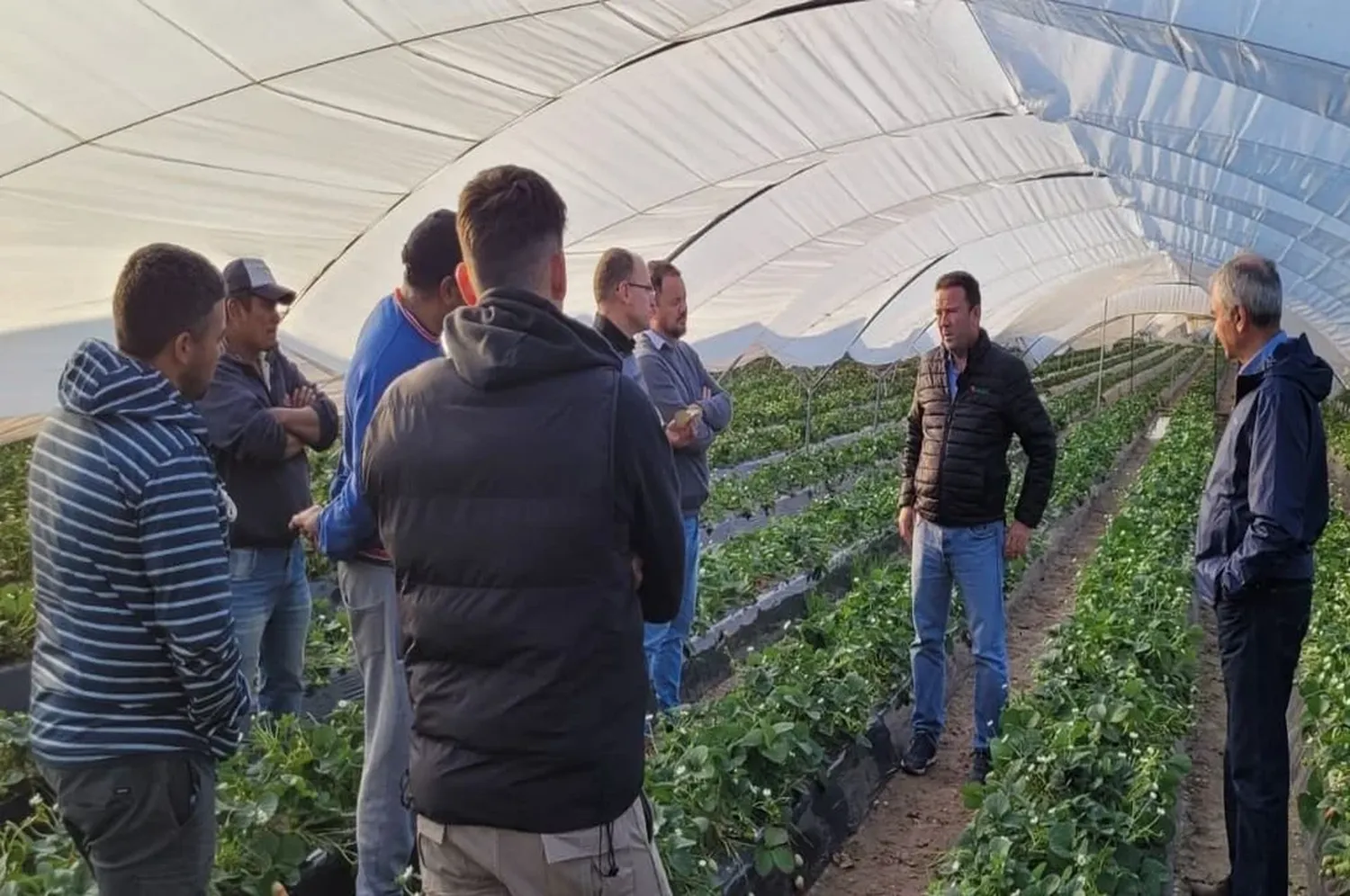 A campo, los visitantes españoles estuvieron en quintas de frutillas de ensayo de la nueva variedad "Palmerita". Foto: Coronda Registrada.