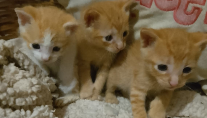 La joven le da tránsito a cinco gatitos y siete perros en su hogar.
