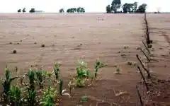 Actualizan el Registro Único de Producciones Primarias