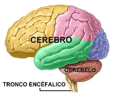 Día Mundial del cerebro: su esencialidad y sus enfermedades