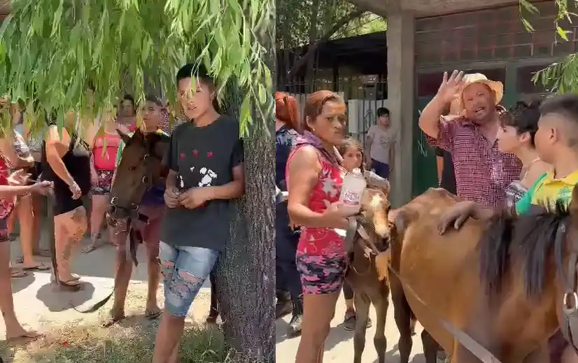 Quilmes: Proteccionistas fueron agredidos a piedrazos cuando rescataban dos caballos