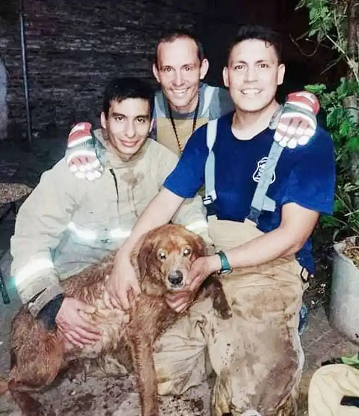 Mateo, el perro rescatado de un desagüe