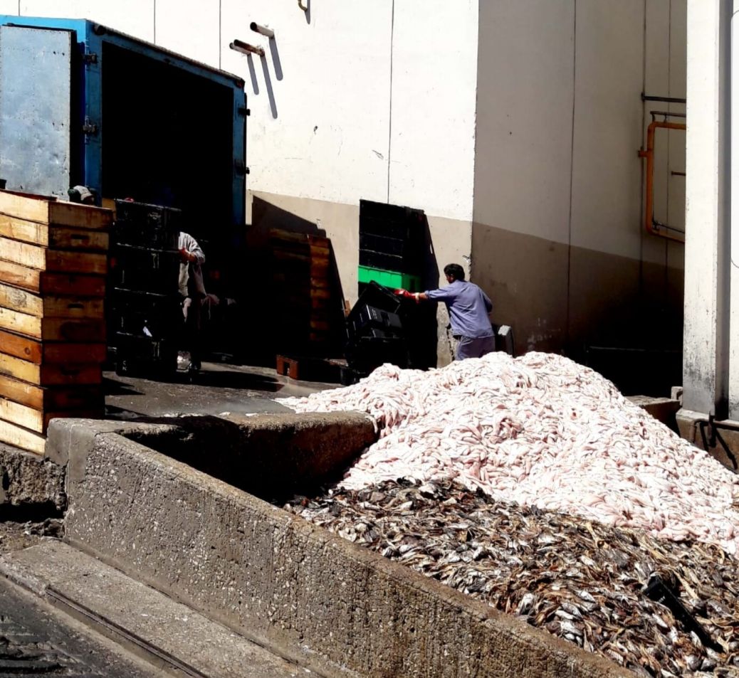 Decomisaron más de 7 toneladas de pescado no aptos para consumo en el puerto de Mar del Plata