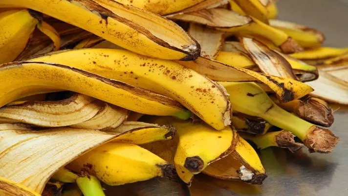 COMAN CONCHAS DE PLÁTANO: la recomendación del régimen cubano a sus ciudadanos