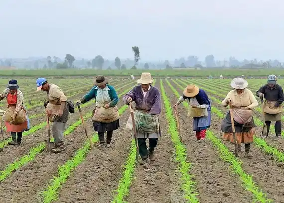 Los sistemas alimentarios en el mundo requieren de transformación para lograr un desarrollo sostenible