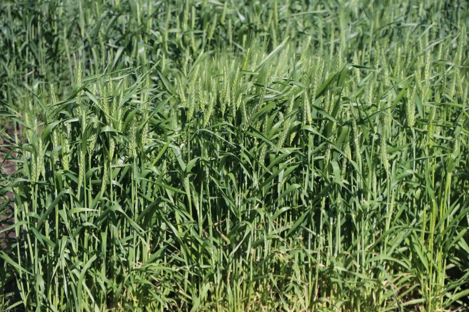 Advierten que todos los costos para la producción en el agro están dolarizados