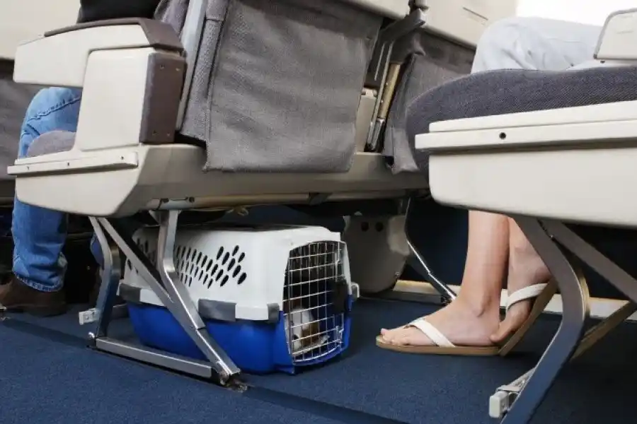 Viajar con mascotas: todos los requisitos para ingresar y salir de la Argentina