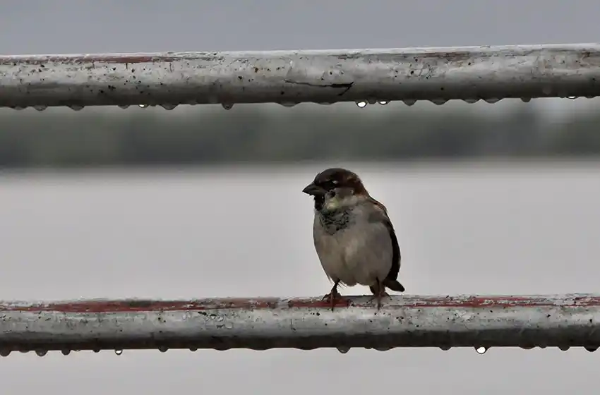 De extremo a extremo: las nubes y el agua se apoderaron de la ciudad