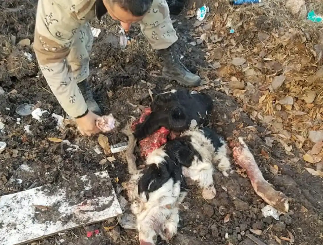 Carnearon un ternero en un campo frente al Aero Club de Urdinarrain