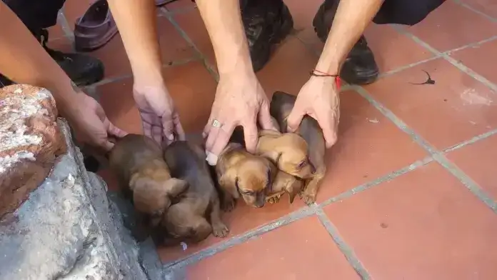 Rescataron a 11 perros y un conejo que eran criados para la venta ilegal