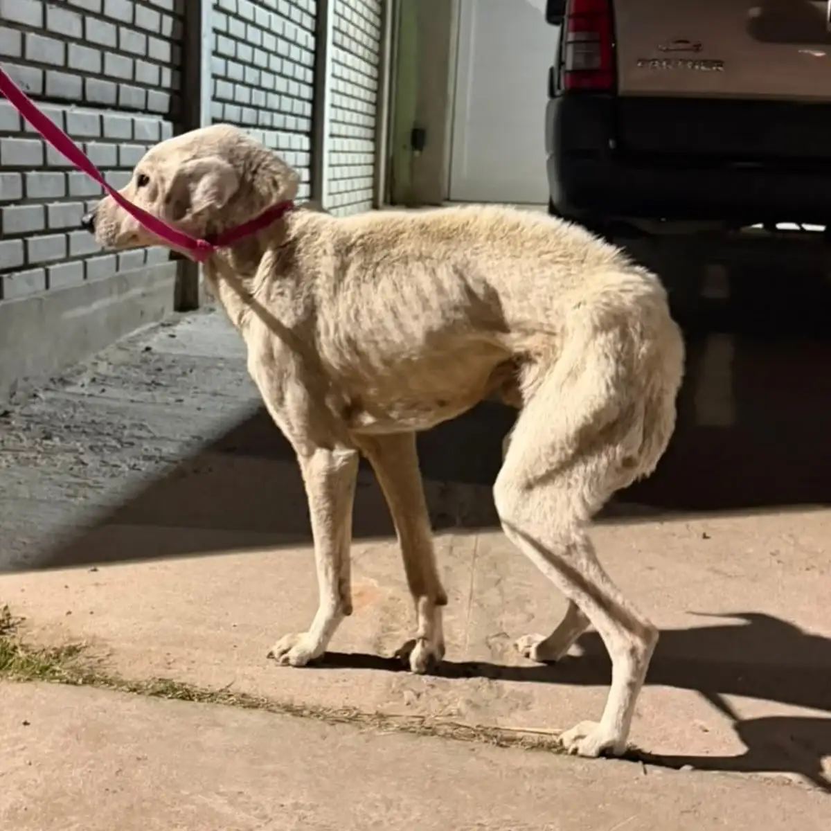 perrito rescatado