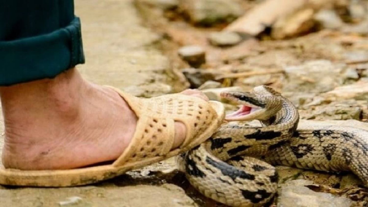 MORDEDURAS DE SERPIENTE: entre la ignorancia y la escasez de antídotos