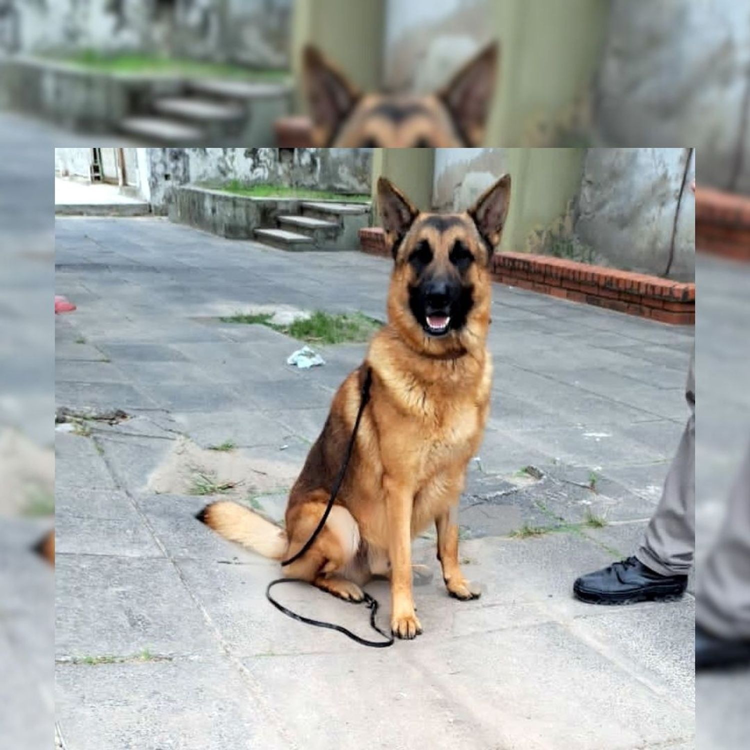 Gran gesto de la Policía con un perro que está al servicio de la comunidad