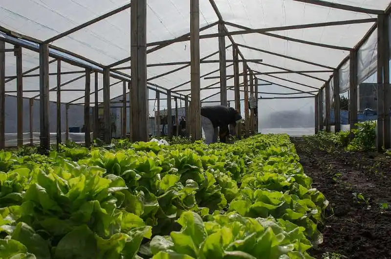 Se realizará una venta de verdura agroecológica