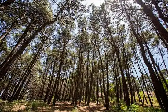 Ordenaron la recomposición de un bosque histórico de 50 hectáreas en Tandil.