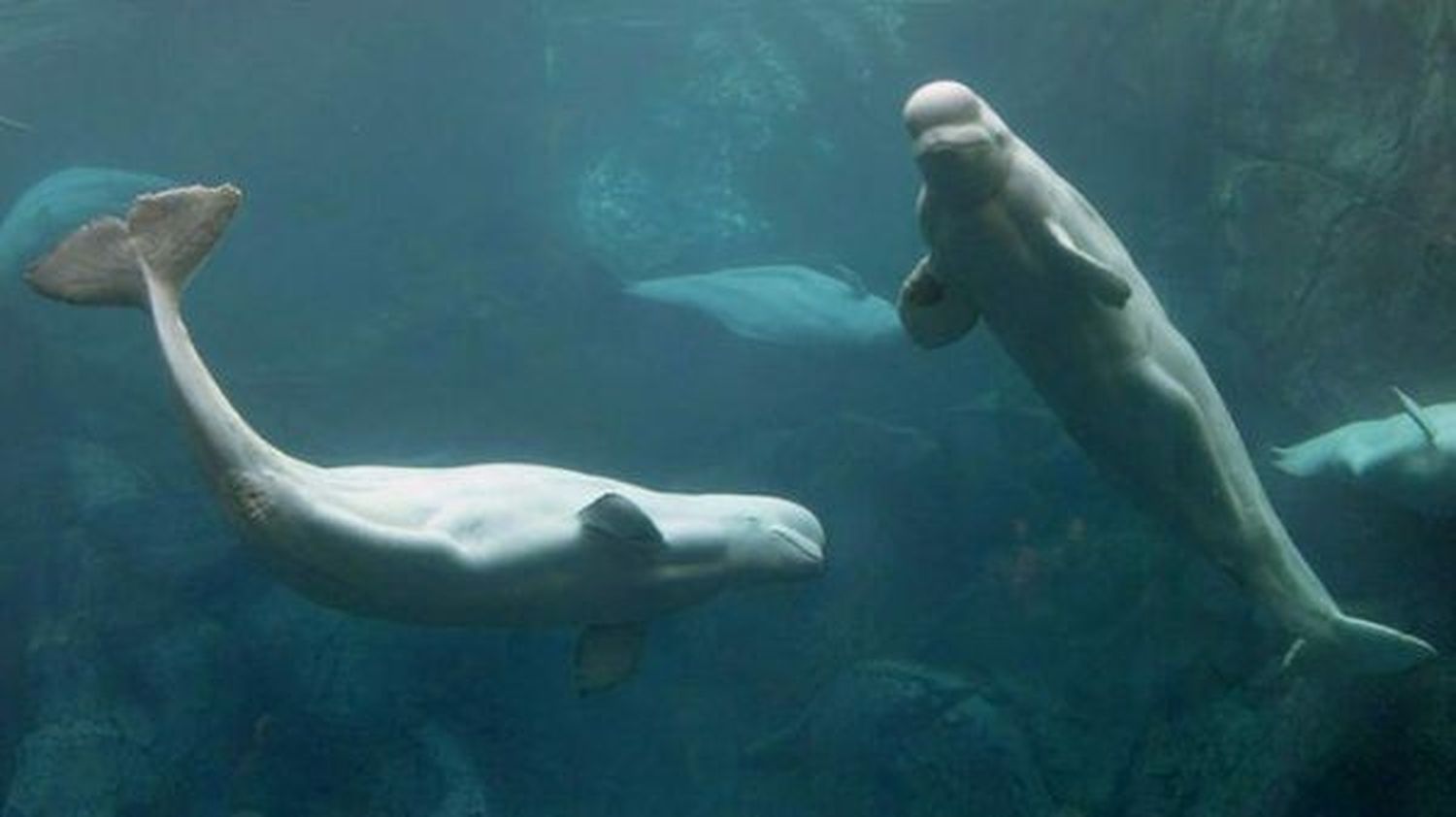 Rusia devuelve a su hábitat a 31 belugas que estaban en la “cárcel de ballenas"