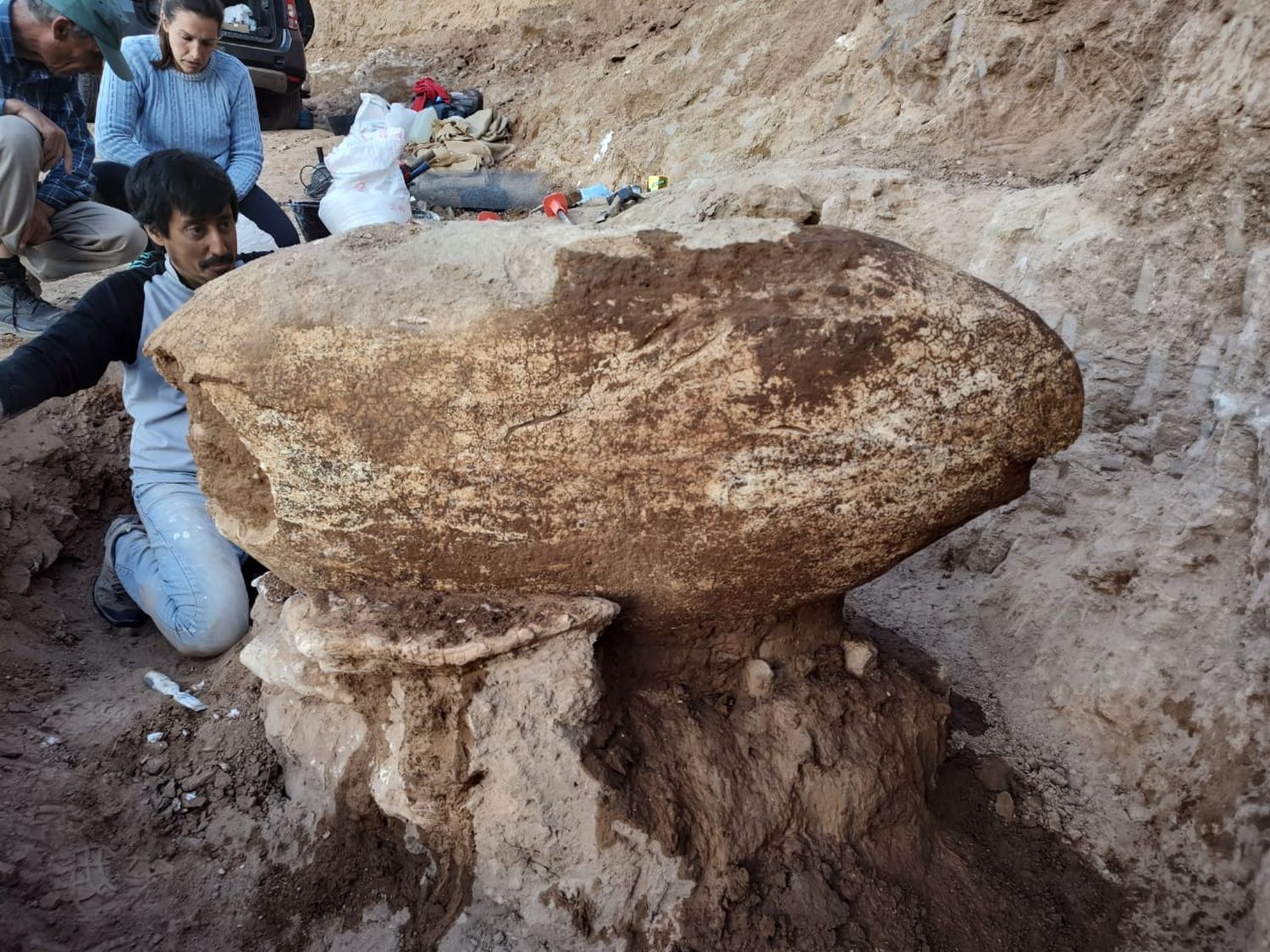 Balcarce: encontraron el caparazón de un gliptodonte de más 2 millones de años