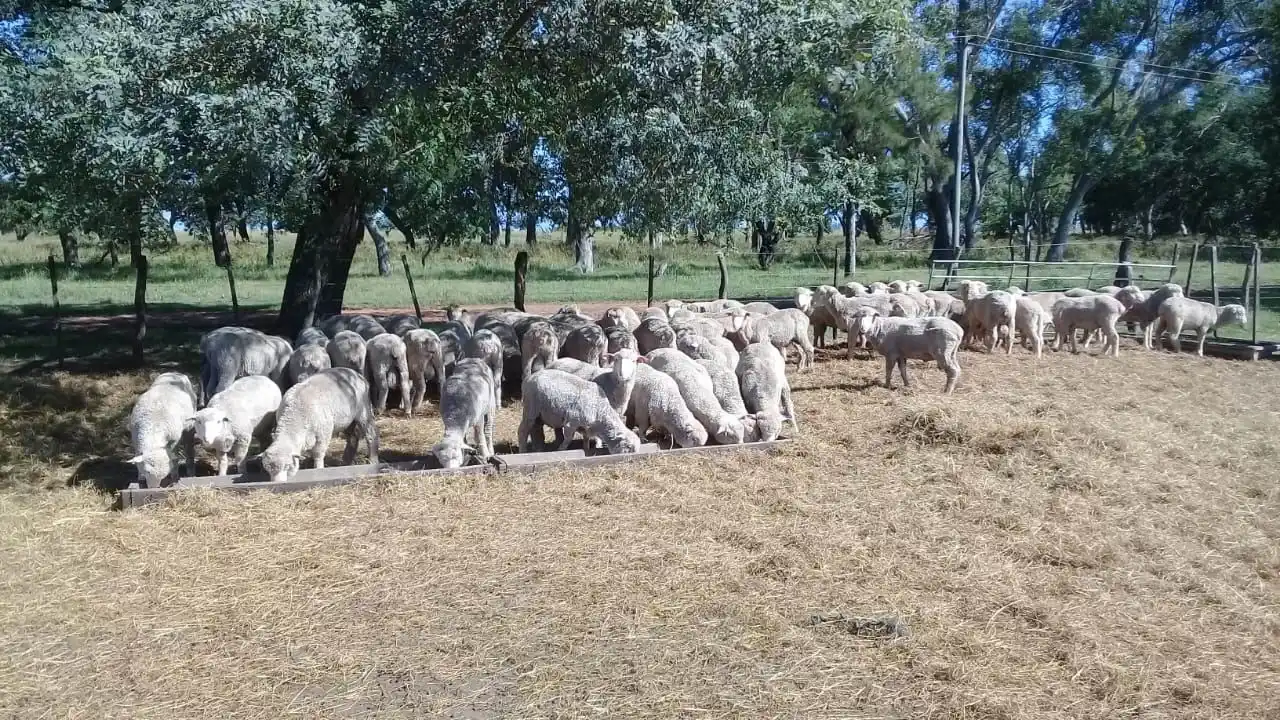 Ovinos genéticamente resistentes a los parásitos