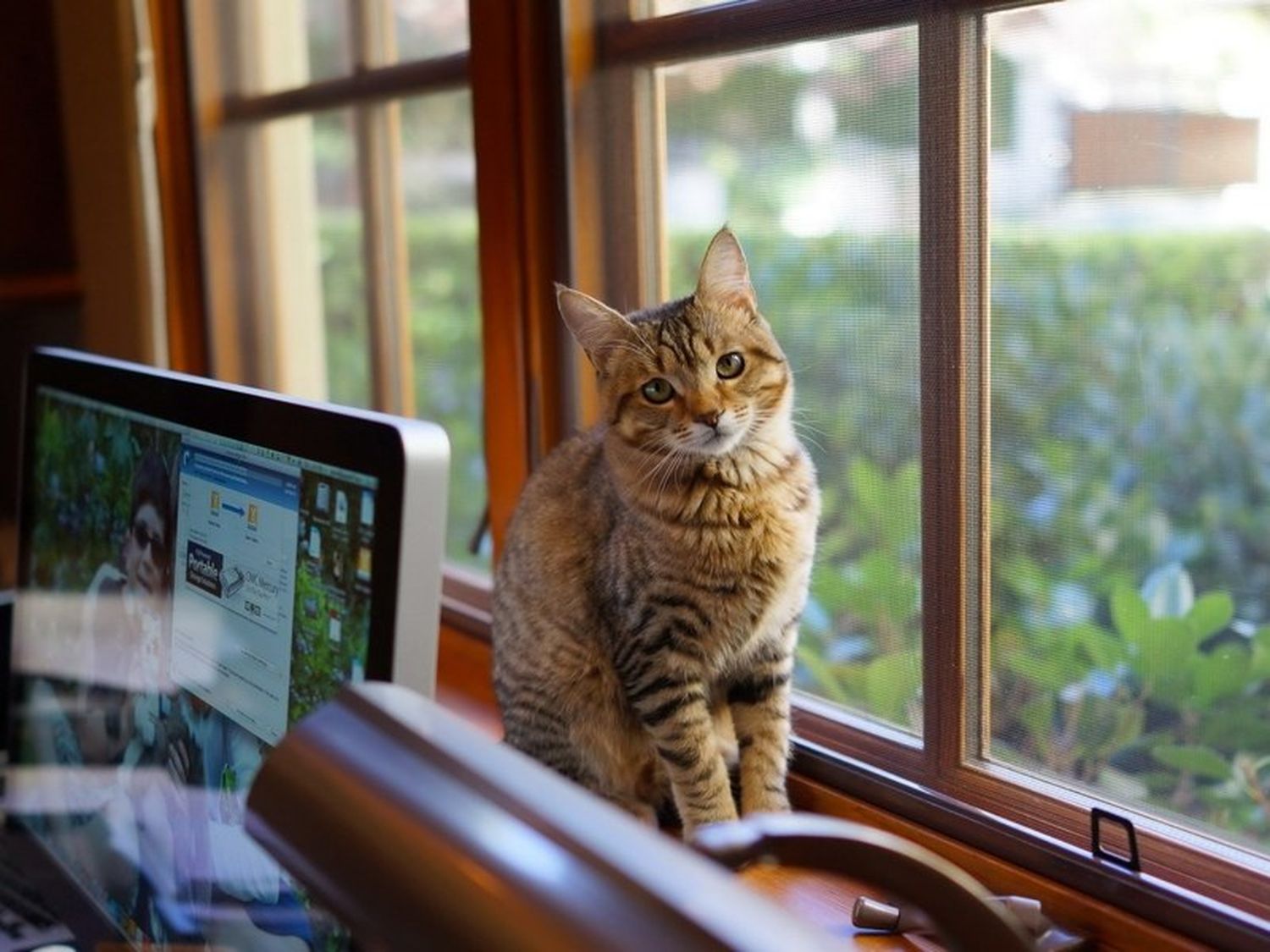 Más Casero que gato de departamento