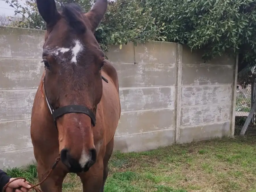 El caballo era propiedad de un profesor de equitación.