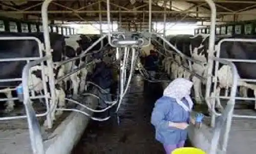 La producción de leche «volvió a crecer» mientras una gran cantidad de productores atraviesan una crisis