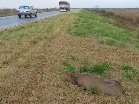 Preocupación en Entre Ríos: se registraron 30 animales autóctonos muertos en una ruta