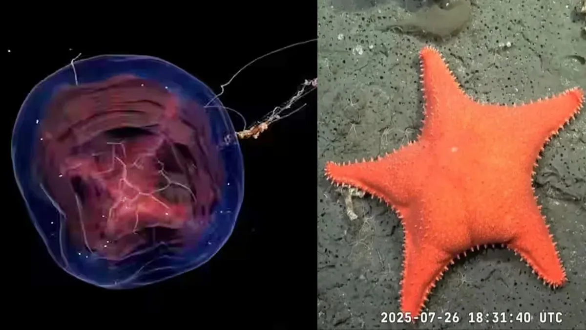 Exploración inédita: el Conicet y el SHN se preparan para investigar los cañones submarinos del mar argentino