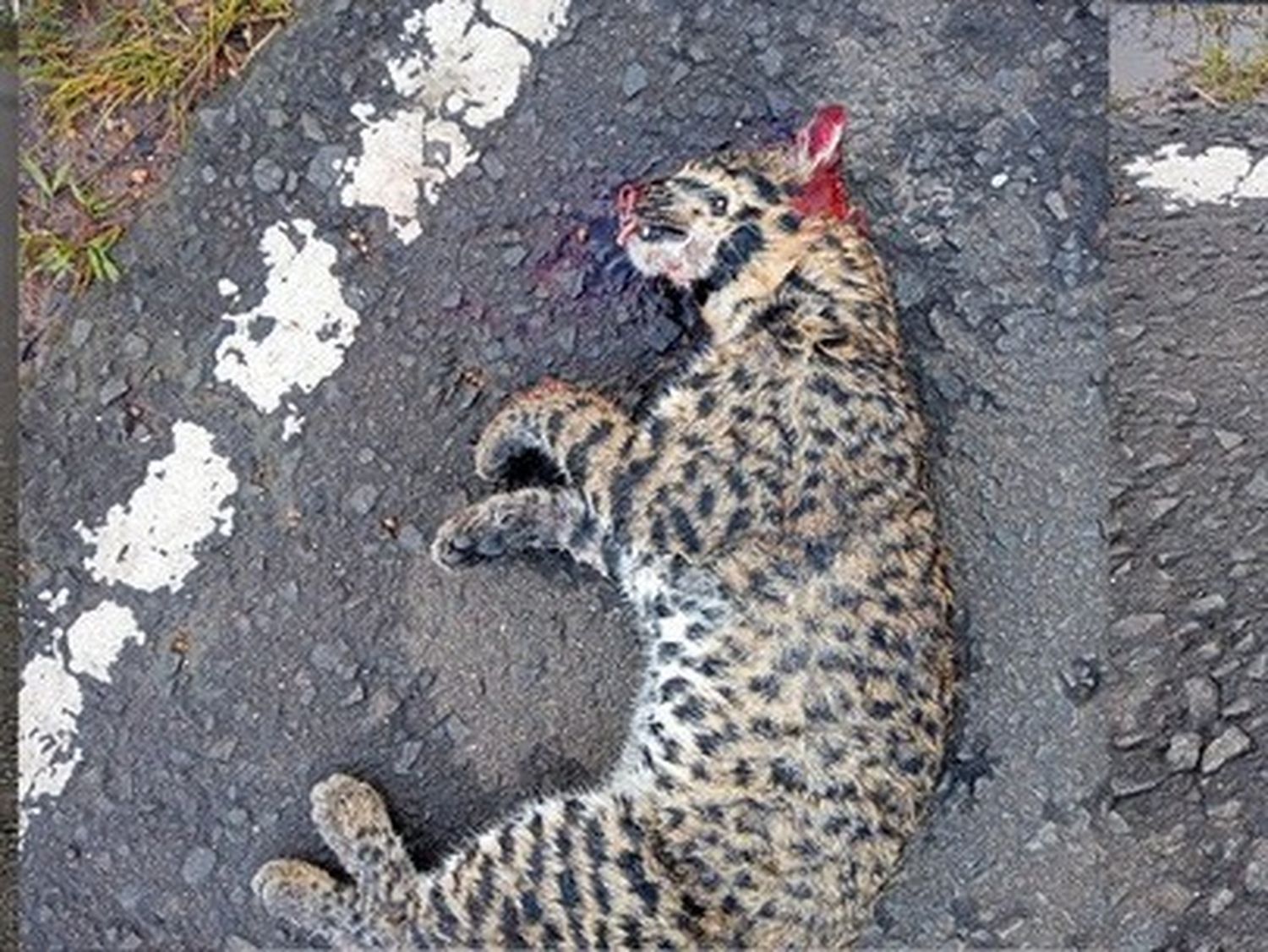 Atropellaron a un gato montés en el departamento Gualeguaychú