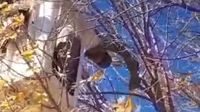 Un trabajador de Parques y Paseos rescató a un gato que llevaba tres días en un árbol