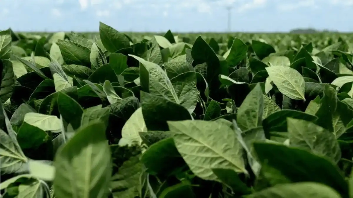Autorizan una nueva soja genéticamente modificada con tolerancia a cuatro herbicidas