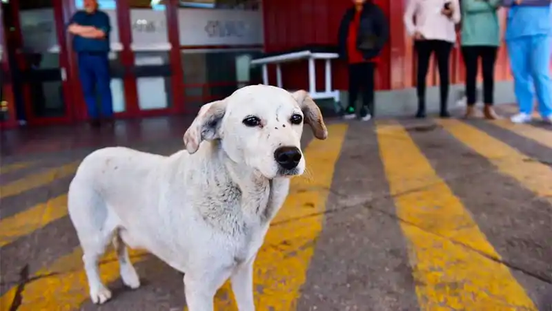 El hermosos gesto de "Croto", el perro fiel que acompañó a su dueño hasta el final