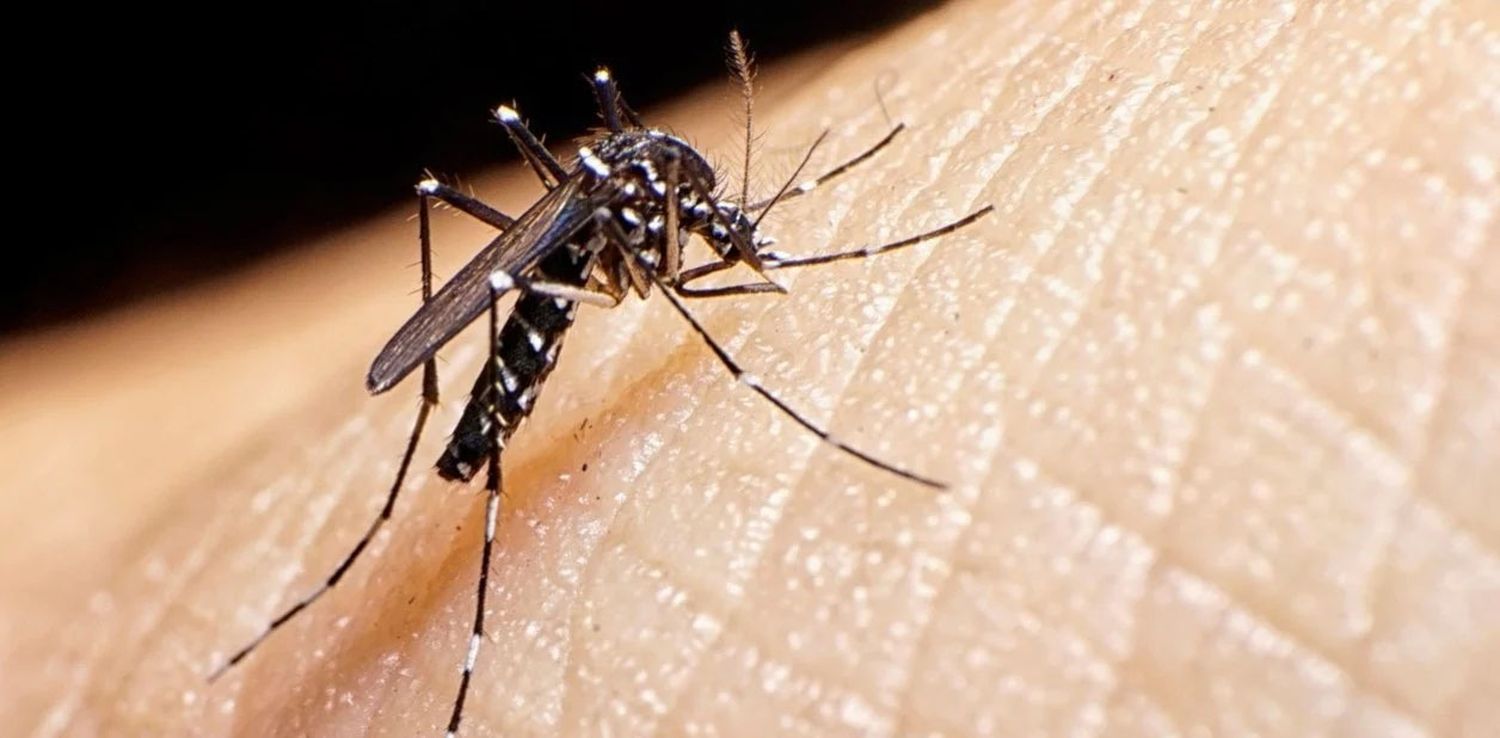 Continúan los casos de dengue: se registraron tres nuevos contagios