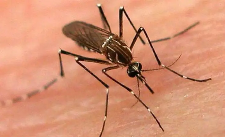 Merlo es el distrito con más casos de Sarampión y Dengue de Buenos Aires ¿y el resto?